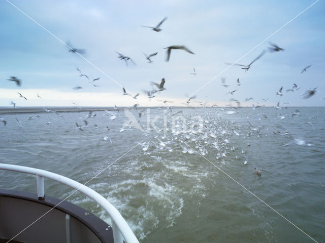 gull (Larus spec.)