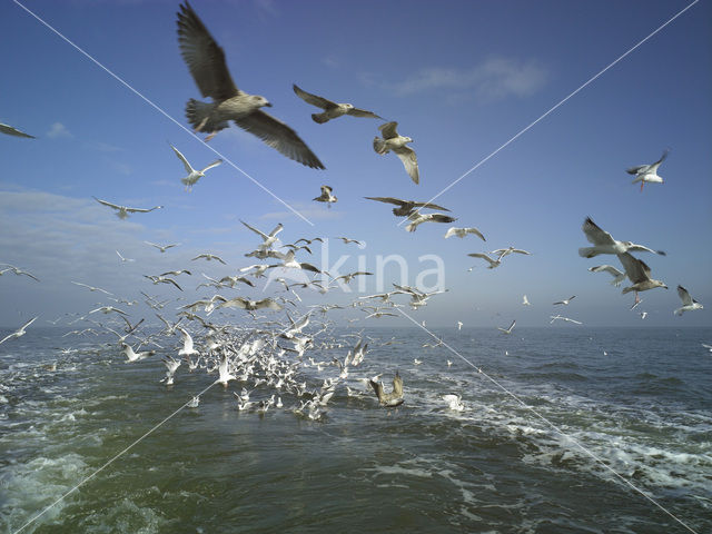 gull (Larus spec.)