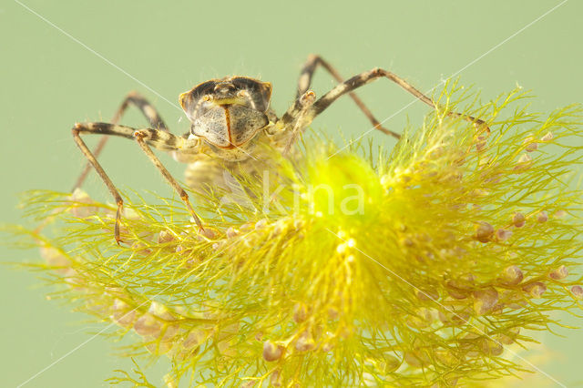 Brilliant Emerald (Somatochlora metallica)