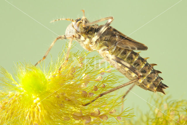 Metaalglanslibel (Somatochlora metallica)