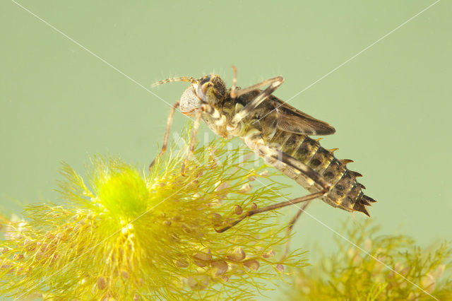 Metaalglanslibel (Somatochlora metallica)