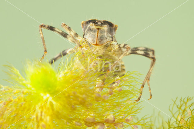 Brilliant Emerald (Somatochlora metallica)