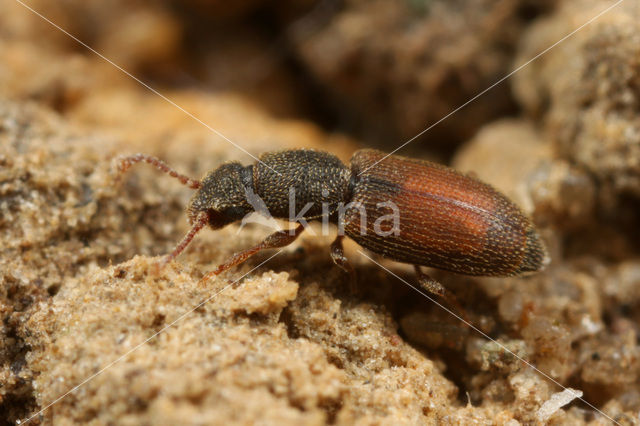 Monotoma quadricollis