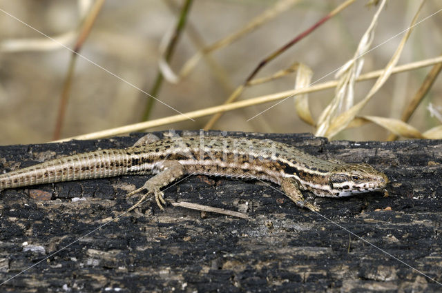 Wall Lizard (Podarcis muralis)