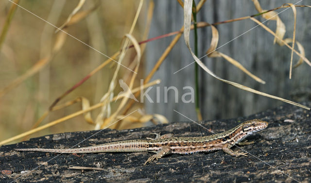 Wall Lizard (Podarcis muralis)