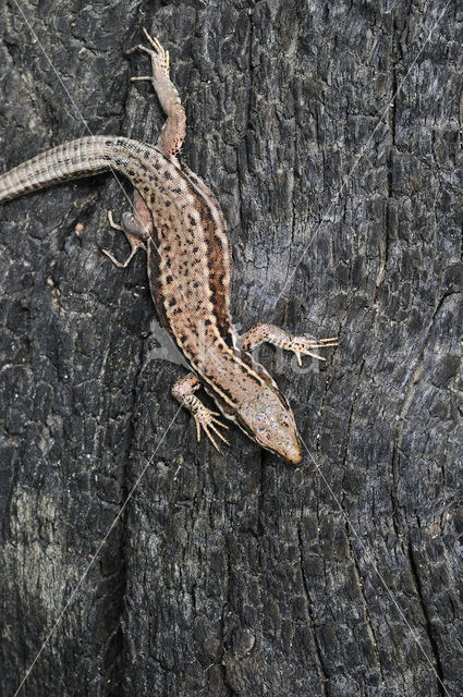 Wall Lizard (Podarcis muralis)