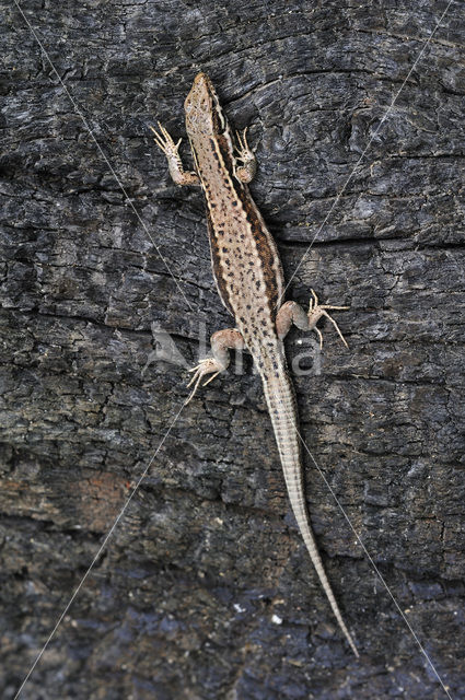 Wall Lizard (Podarcis muralis)