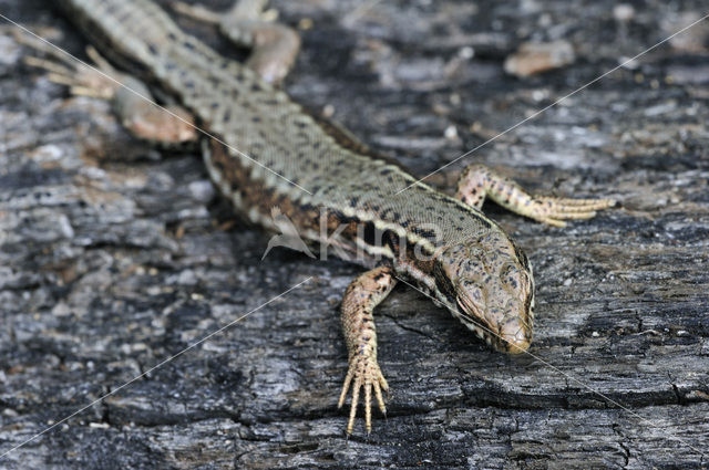 Wall Lizard (Podarcis muralis)