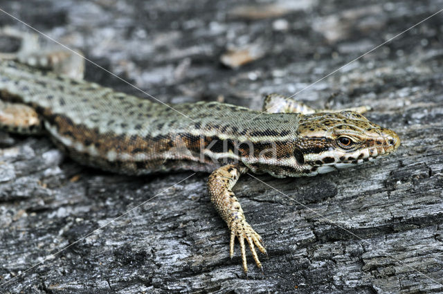 Wall Lizard (Podarcis muralis)