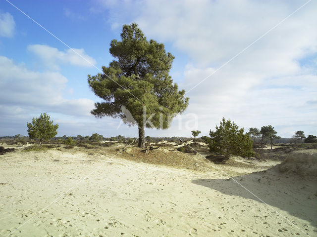 Nationaal Park Drents-Friese Wold