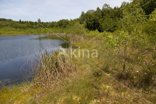 Naturpark Feldberger Seenlandschaft