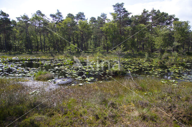 Negenborn (Wedemark)