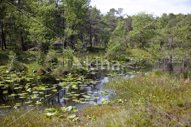 Negenborn (Wedemark)