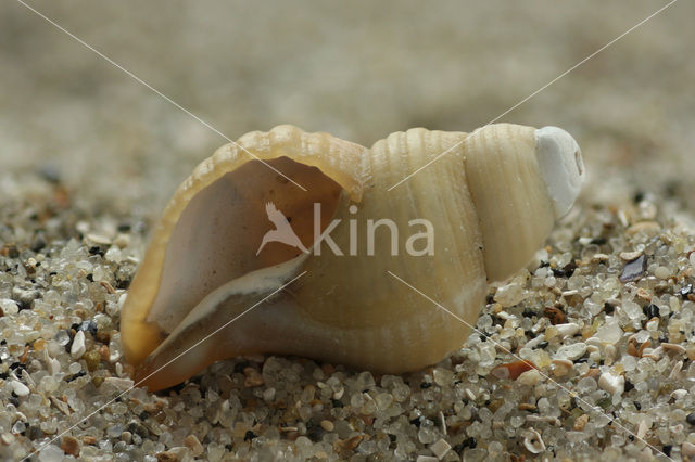 Neptunia contraria