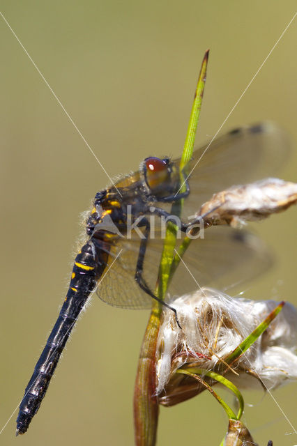 Eastern White-faced Darter (Leucorrhinia albifrons)