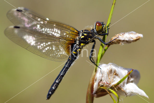 Oostelijke witsnuitlibel (Leucorrhinia albifrons)