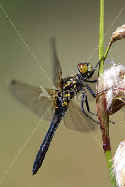 Oostelijke witsnuitlibel (Leucorrhinia albifrons)