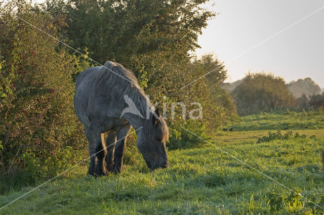 Paard (Equus spp)