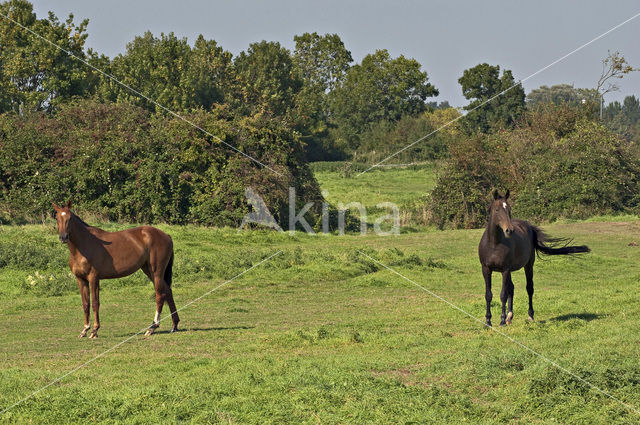 Horse (Equus spp)