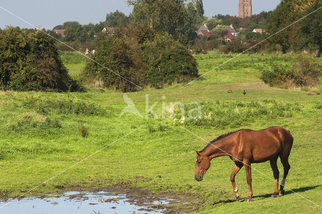 Paard (Equus spp)