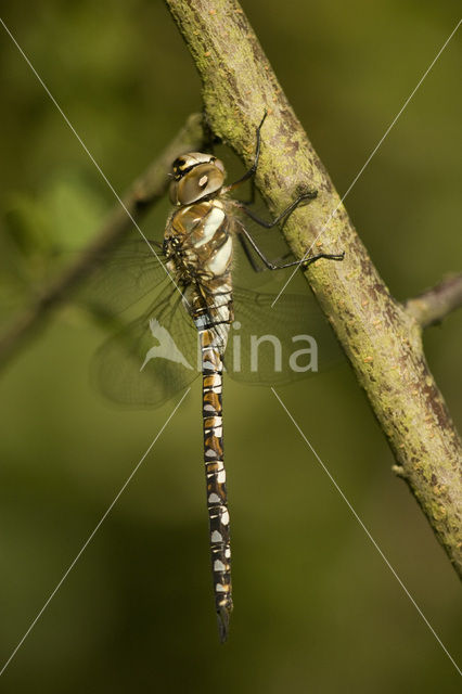 Paardenbijter (Aeshna mixta)