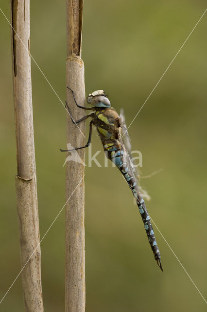 Paardenbijter (Aeshna mixta)