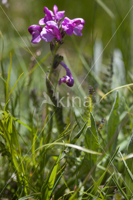 Pedicularis rosea subsp. allionii