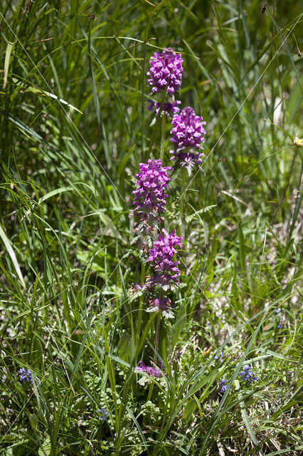 Pedicularis rosea subsp. allionii