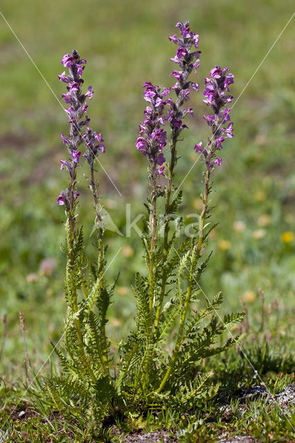 Pedicularis rostratospicata subsp. helvetica