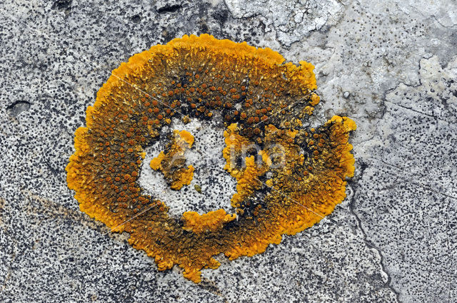 Platte citroenkorst (Caloplaca aurantia)