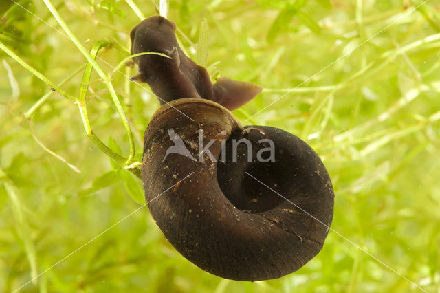 Great Ramshorn (Planorbarius corneus)