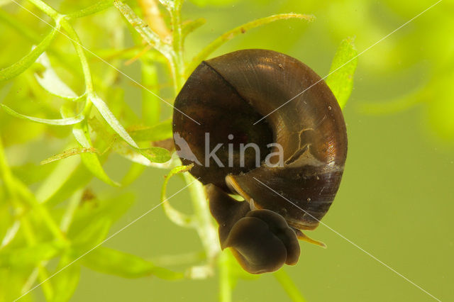 Posthorenslak (Planorbarius corneus)