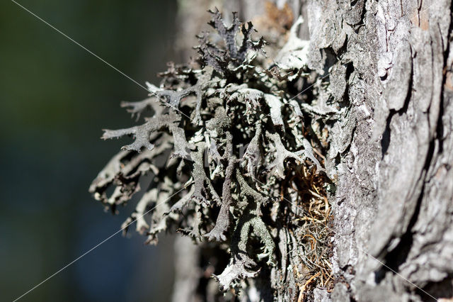 Pseudevernia furfuracea