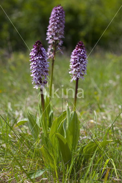 Lady Orchid (Orchis purpurea)