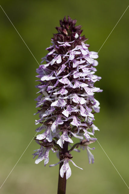 Purperorchis