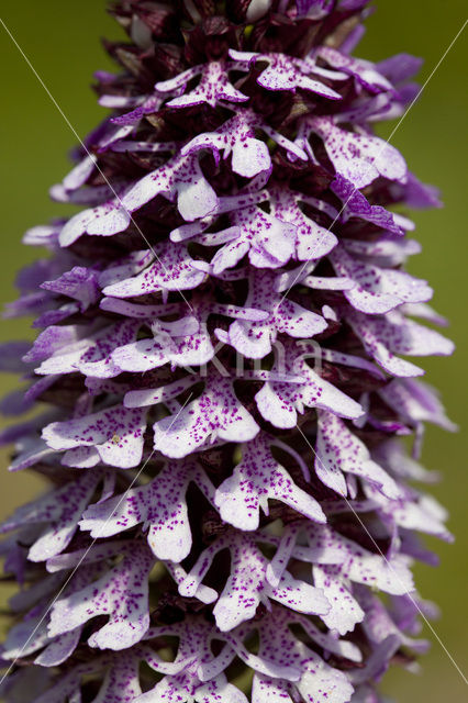 Lady Orchid (Orchis purpurea)