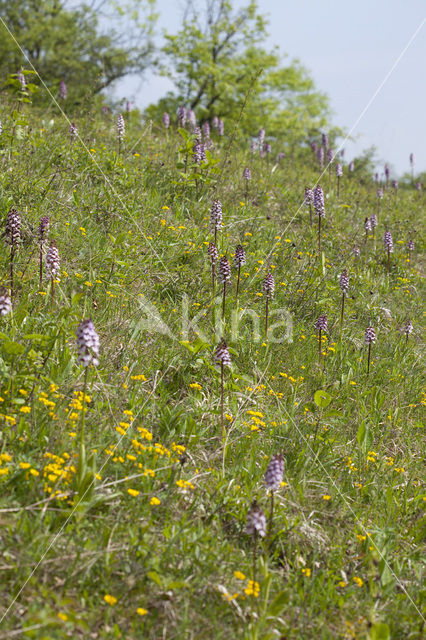 Lady Orchid (Orchis purpurea)