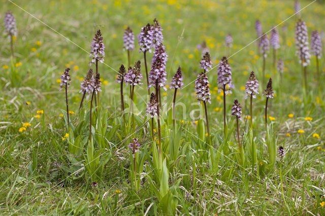 Lady Orchid (Orchis purpurea)
