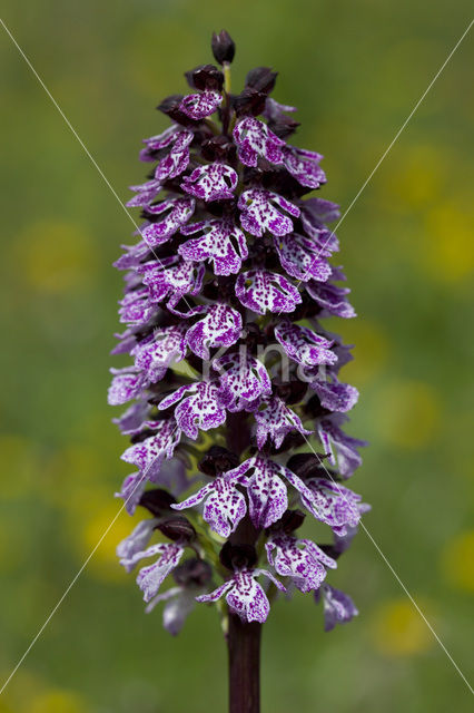 Lady Orchid (Orchis purpurea)