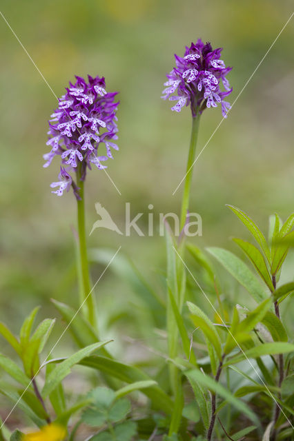 Lady Orchid x Three-toothed orchid (Orchis purpurea x Neotinea tridentata)