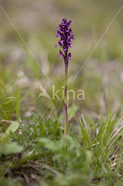 Purperorchis