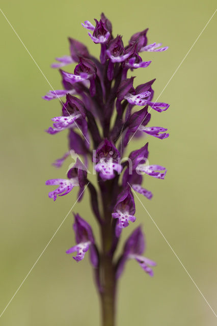 Lady Orchid x Three-toothed orchid (Orchis purpurea x Neotinea tridentata)
