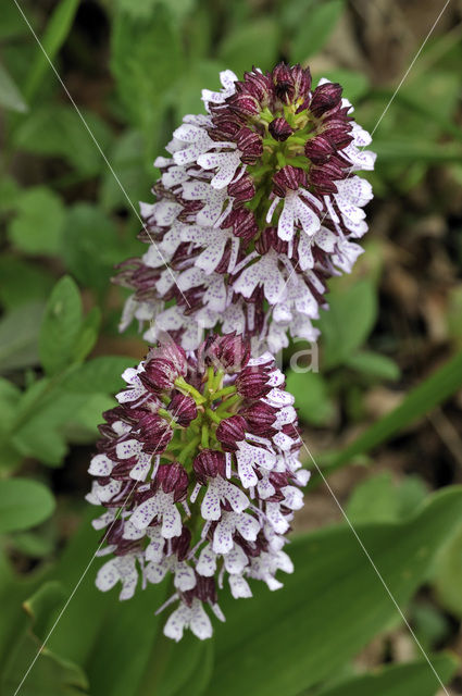 Lady Orchid (Orchis purpurea)