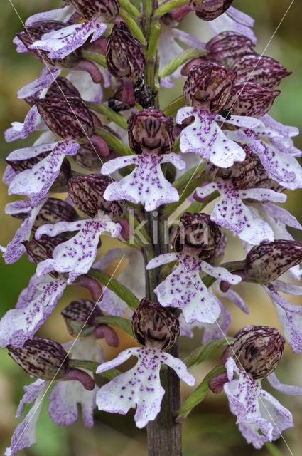 Lady Orchid (Orchis purpurea)