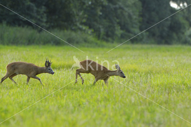 Roe Deer (Capreolus capreolus)