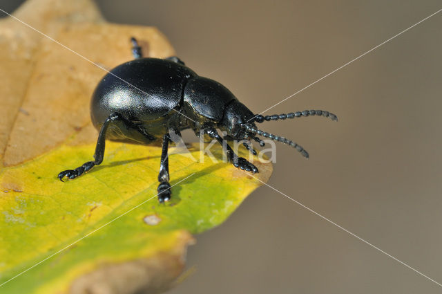 Timarcha tenebricosa