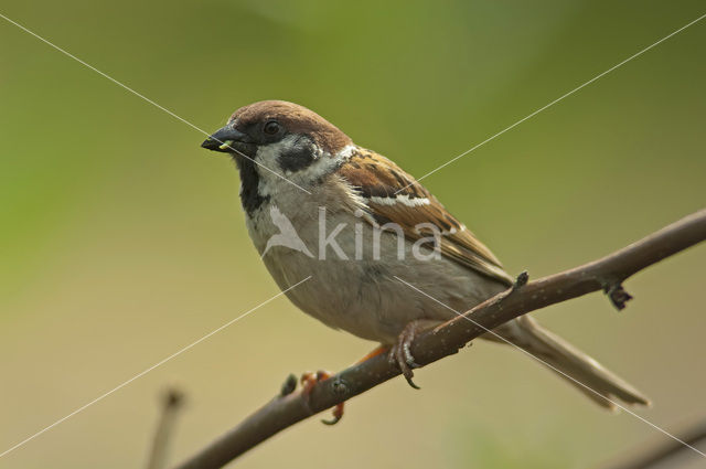 Eurasian Tree Sparrow (Passer montanus)