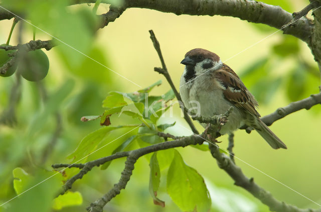 Eurasian Tree Sparrow (Passer montanus)