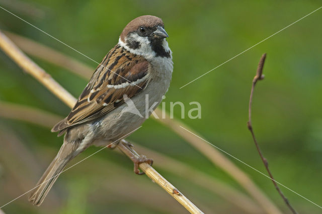 Ringmus (Passer montanus)