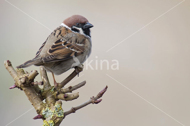 Ringmus (Passer montanus)